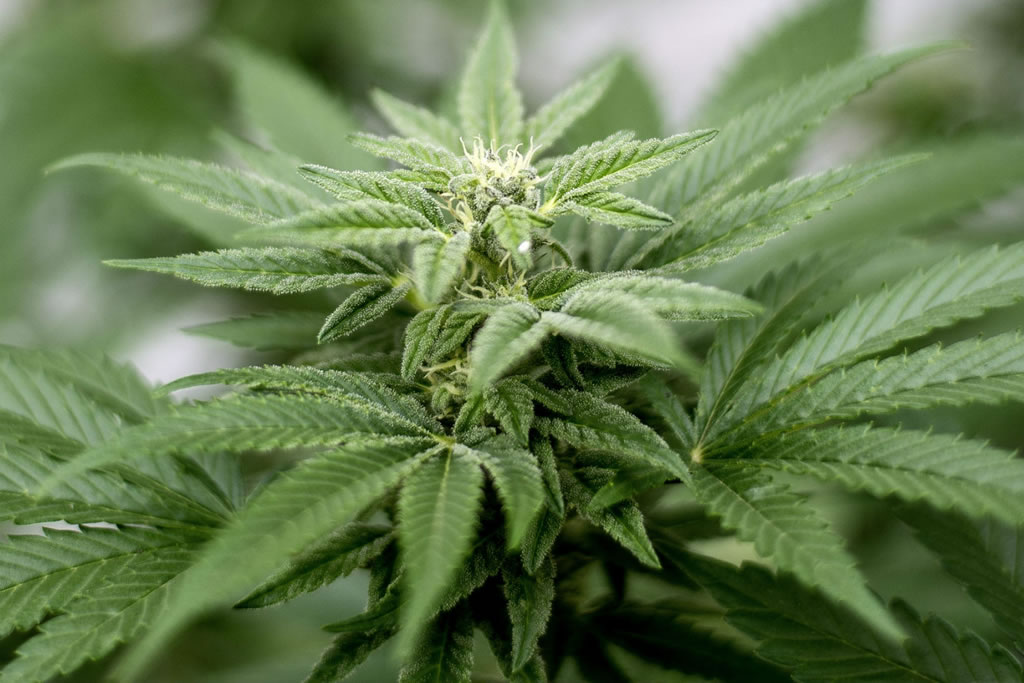 Crypto Global Trade Cannabis